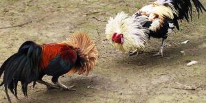 da-ga-tre-thomo-kinh-nghiem